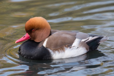Hełmiatka zwyczajna (Netta rufina). Fot. Diliff. Źródło: Commons Wikimedia