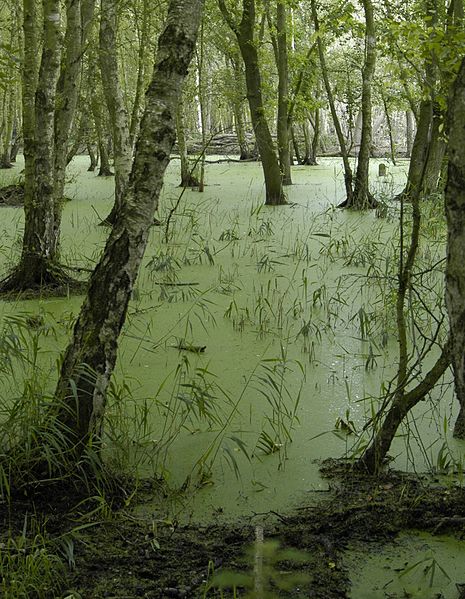 Plik:Bruchwald.jpg