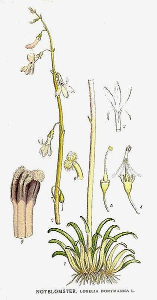 Plik:58 Lobelia dortmanna.jpg