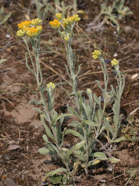 Plik:Helichrysum.jpg