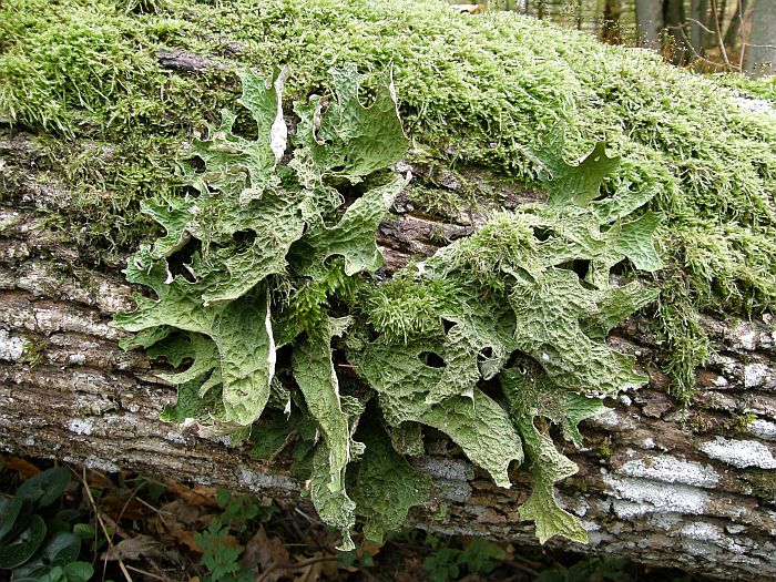Plik:Lobaria.jpg