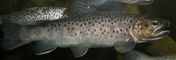 Pstrąg potokowy (Salmo trutta). Fot. Tiu Cancho. Źródło: Commons Wikimedia