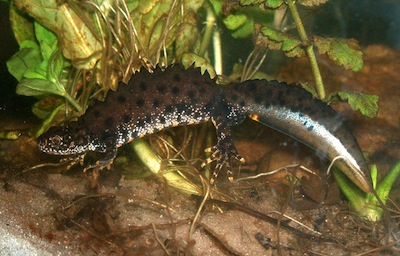 Traszka grzebieniasta (Triturus cristatus). Fot. Rainer Theuer. Źródło: commons.wikimedia.org