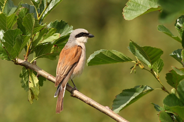 Samiec gąsiorka (Lanius collurio). Źródło: Commons Wikimedia