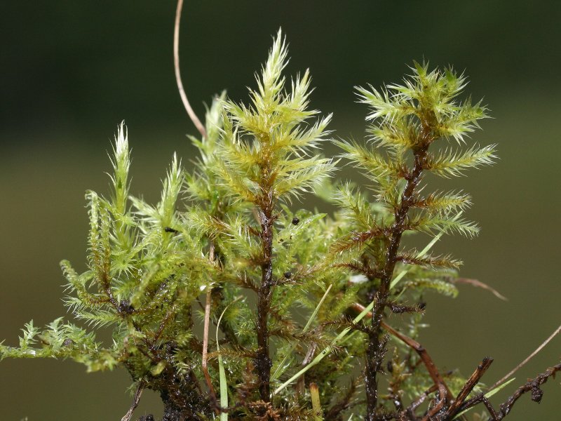 Plik:Tomenthypnum nitens.jpg