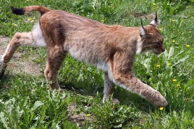 Plik:Lynx.jpg
