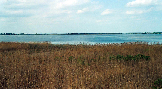 Jezioro Łuknajno Fot. ABach. Źródło: Commons Wikimedia