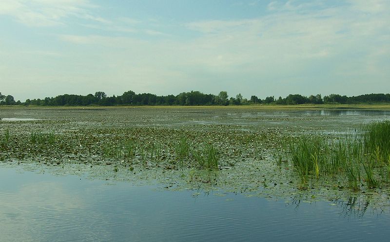 Plik:Jezioro Drużno 2.jpg