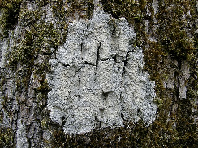 Plik:Pertusaria hemisphaerica.jpg