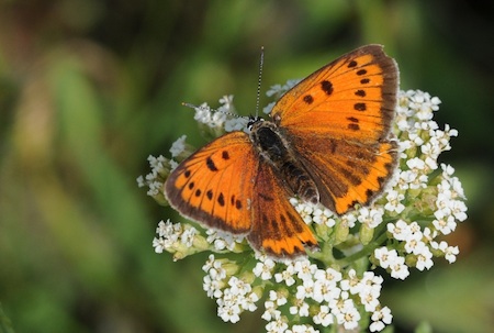 Czerwończyk nieparek (Lycaena dispar). Fot. Zeynel Cebeci. Źródło: Commons Wikimedia