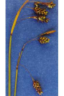 Turzyca patagońska (C. magellanica subsp. irrigua). Fot. Dariusz Kubiak.