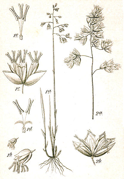 Plik:Hierochloe spp Sturm7.jpg
