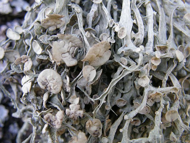 Plik:Ramalina.jpg