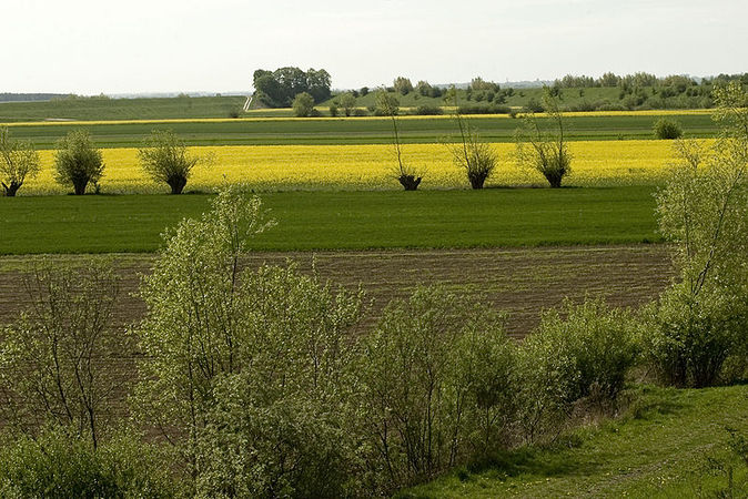 Żuławy. Fot. Bogdan Groth. Źródło: Commons Wikimedia