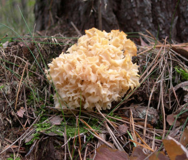 Szmaciak gałęzisty (Sparassis crispa). Źródło: Commons Wikimedia