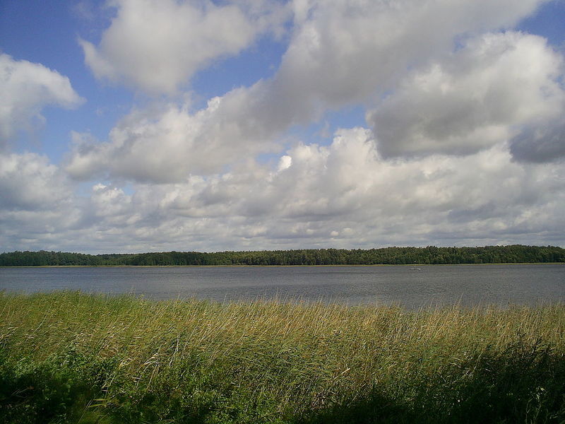 Plik:Kis.jpg