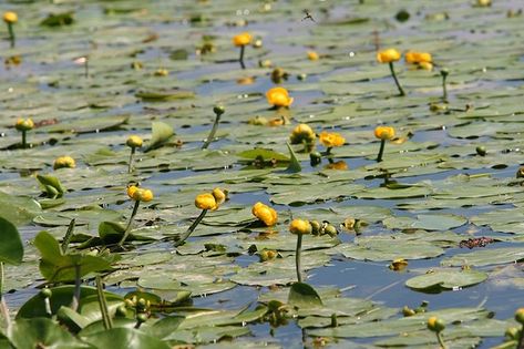 Grążel żółty (Nuphar lutea) Fot. Roberta F. Źródło: Commons Wikimedia