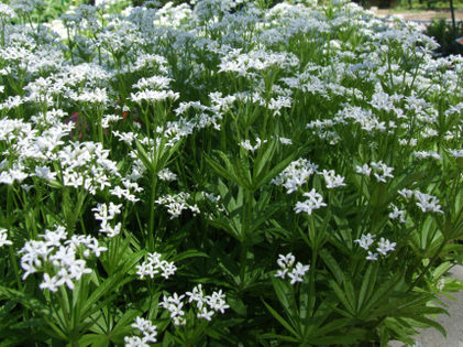 Marzanka wonna (Asperula odorata). Fot. Jerzy Opioła. Źródło: Commons Wikimedia