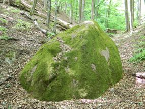 Głaz narzutowy "Kamień Złotego Wina" © Alicja Szarzyńska
