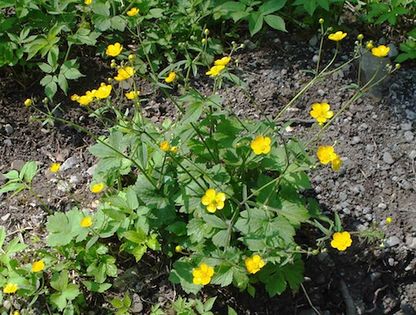 Jaskier kosmaty (Ranunculus lanuginosus) Fot. Fornax. Źródło: Commons Wikimedia