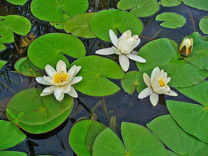 Grzybienie białe (Nymphaea alba) Fot. H. Zell. Źródło: Commons Wikimedia