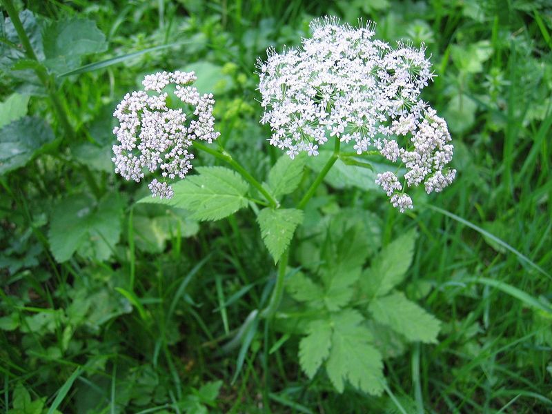 Plik:Chaerophyllum hirsutum01.jpg
