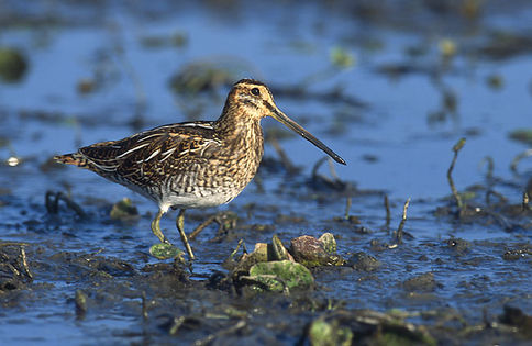 Bekas kszyk (Gallinago gallinago). Fot. Marek Szczepanek. Źródło: Commons Wikimedia