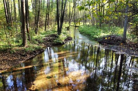 Rzeka Koniuszanka Źródło: wrota.warmia.mazury.pl