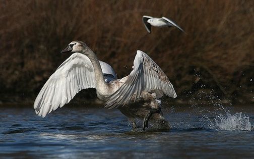 Łabędź niemy (Cygnus olor) Fot. Richard Bartz. Źródło: Commons Wikimedia