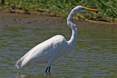 Czapla biała (Ardea alba). Fot. Christian Mehlführer. Źródło: Commons Wikimedia