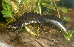 Samiec traszki grzebieniastej w okresie godowym. Fot. Rainer Theuer.. Źródło: Commons Wikimedia
