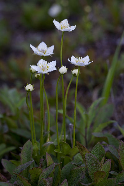 Plik:Grass of Parnassus (7833302858).jpg