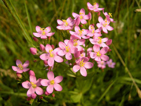 Centuria pospolita - kwiaty. Źródło: www.aromatikacompl.shoper.pl