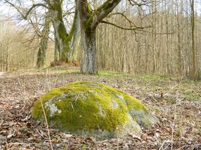 Głaz narzutowy w leśnictwie Laski © Alicja Szarzyńska