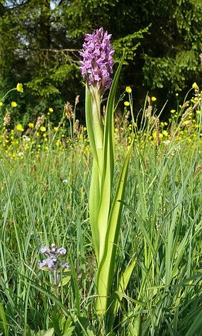 Kukułka krwista. Fot. Bernd Haynold. Źródło: Commons Wikimedia