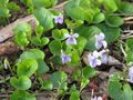Miniatura wersji z 13:56, 31 sty 2015