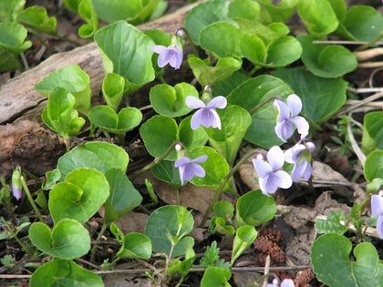 Fiołek torfowy (Viola epipsila). Fot. Borealis55. Źródło: Commons Wikimedia [09.02.2015]