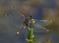 Miniatura wersji z 13:55, 31 sty 2015