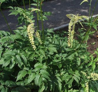 Pluskwica europejska (Cimicifuga europaea). Fot. Jerzy Opioła. Źródło: Commons Wikimedia