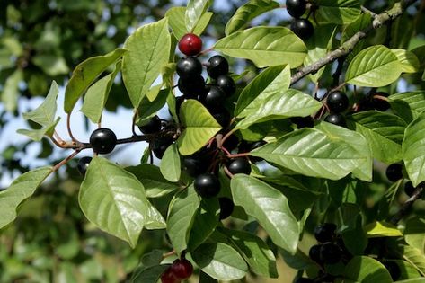 Owoce kruszyny pospolitej (Frangula alnus). Fot. Sten Porse. Źródło: Commons Wikimedia