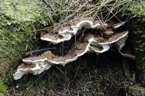 Owocniki korzeniowca wieloletniego. Fot. James Lindsey. Źródło: Commons Wikimedia