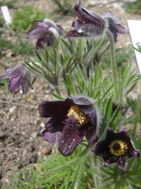 Sasanka łąkowa (Pulsatilla pratensis, subsp. nigricans). Fot. DHochmayr. Źródło: Commons Wikimedia