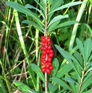 Owoce wawrzynka wilczełyko (Daphne mezereum L.). Źródło: Commons Wikimedia
