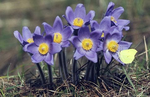 Sasanka otwarta, in. Tekli (Pulsatilla patens) Fot. Jerzy Strzelecki. Źródło: Commons Wikimedia