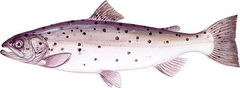 Źródło: www.fishing.pl