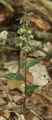 Miniatura wersji z 13:56, 31 sty 2015
