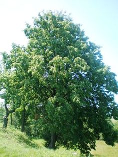 Lipa drobnolistna (Tilia cordata). Fot. Hugo.arg. Źródło: Commons Wikimedia