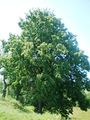 Miniatura wersji z 13:56, 31 sty 2015