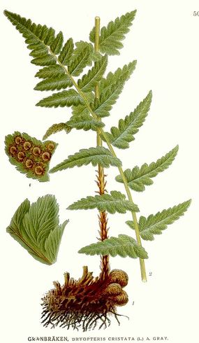 Nerecznica grzebieniasta. C.A.M. Lindman, Bilder ur Nordens Flora. Źródło: Commons Wikimedia