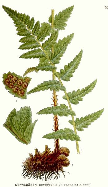 Plik:Dryopteris cristata.jpg